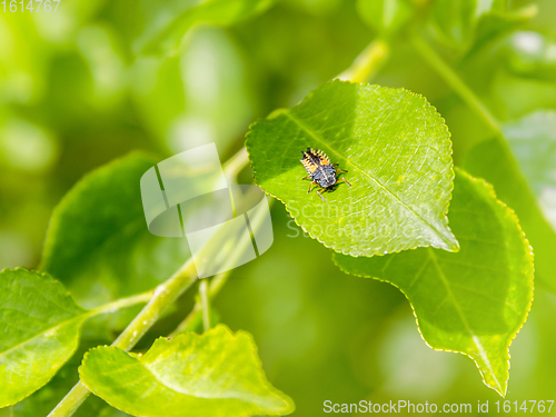 Image of larva of a Ladybug