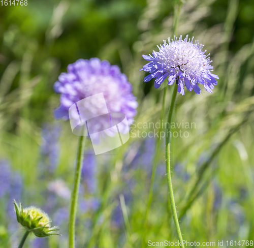 Image of field scabious closeup