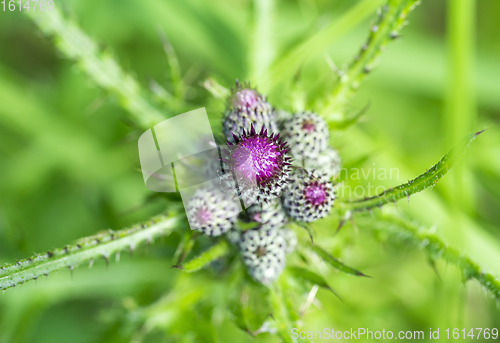 Image of purple flower buds in natural ambiance