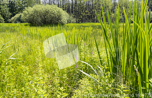 Image of sunny wetland scenery