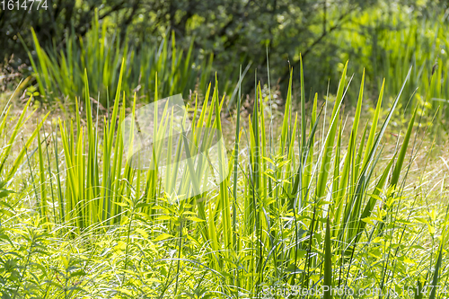 Image of wetland vegetation detail