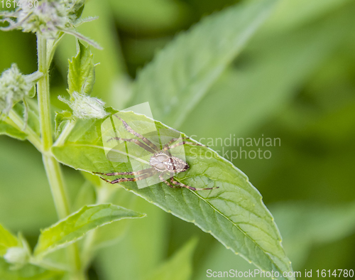 Image of European garden spider