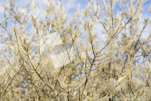 Image of ermine moth web