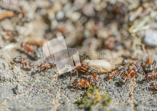 Image of ants and cocoon