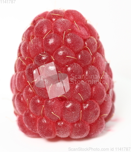 Image of One rich raspberry fruit on a white background. Macro.