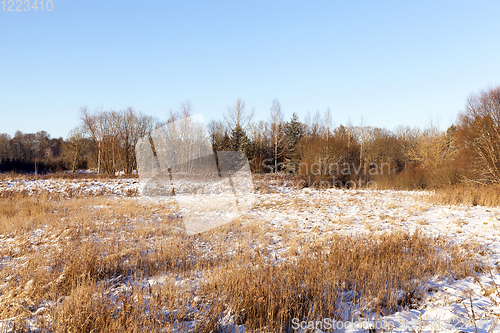 Image of winter forest