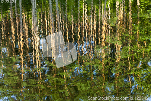 Image of reflection wave pine