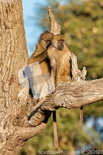 Image of monkey Chacma Baboon, Namibia Africa safari wildlife