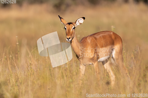 Image of Impala antelope Namibia, africa safari wildlife