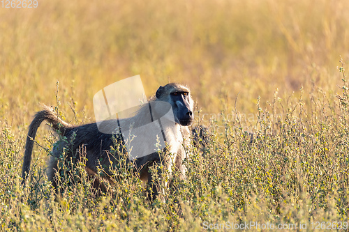 Image of monkey Chacma Baboon, Namibia Africa safari wildlife