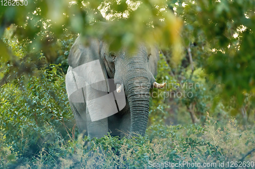 Image of African elephant, Namibia, Africa safari wildlife