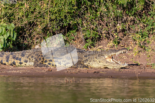 Image of Nile Crocodile in Chobe river, Botswana