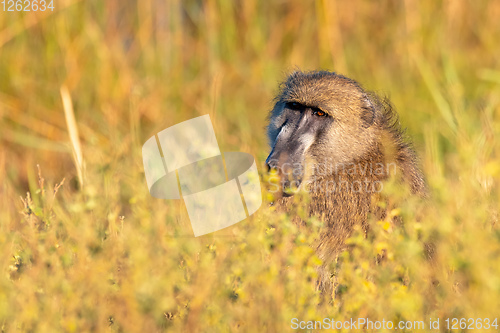 Image of monkey Chacma Baboon, Namibia Africa safari wildlife