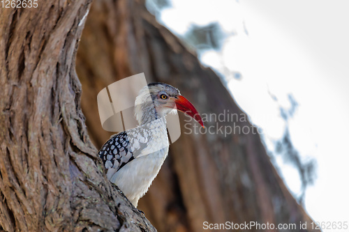 Image of bird red-billed hornbill, Namibia, Africa wildlife