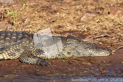 Image of Nile Crocodile in Chobe river, Botswana