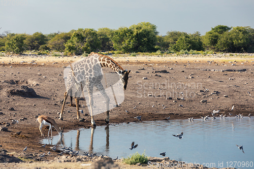 Image of Giraffe on Etosha, Namibia safari wildlife