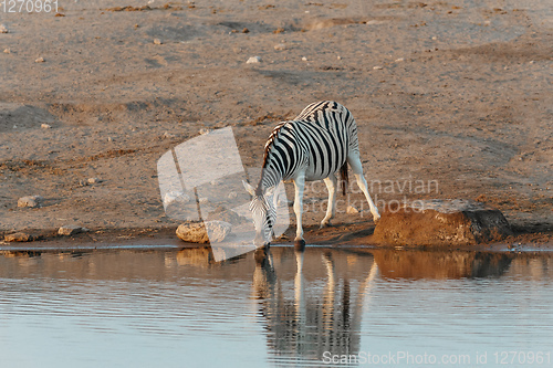 Image of zebra reflection in Etosha Namibia wildlife safari