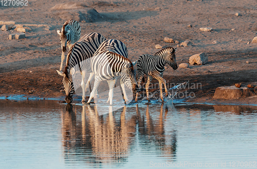 Image of zebra reflection in Etosha Namibia wildlife safari