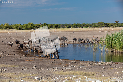 Image of Blue Wildebeest Gnu, Namibia Africa wildlife safari