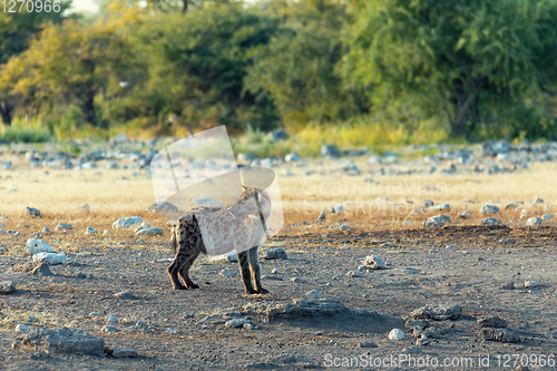 Image of Spotted hyena, Namibia Africa safari wildlife