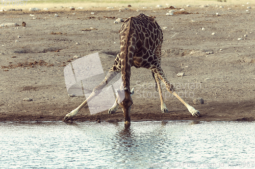 Image of Giraffe on Etosha, Namibia safari wildlife