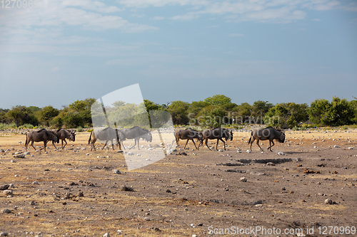 Image of Blue Wildebeest Gnu, Namibia Africa wildlife safari