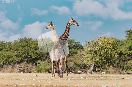 Image of Giraffe on Etosha, Namibia safari wildlife