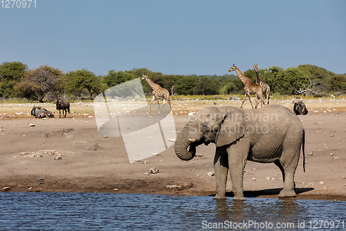 Image of African Elephant in Namibia, Africa safari wildlife