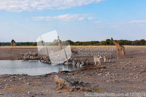 Image of Giraffe on Etosha, Namibia safari wildlife