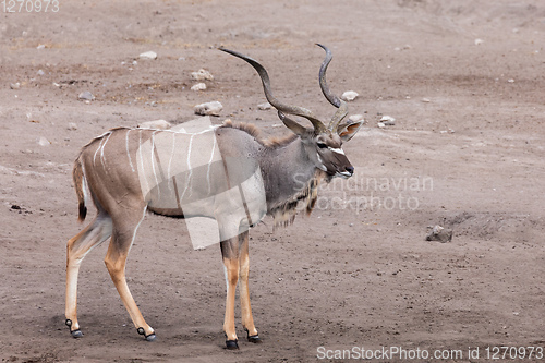 Image of greater kudu Africa safari wildlife and wilderness