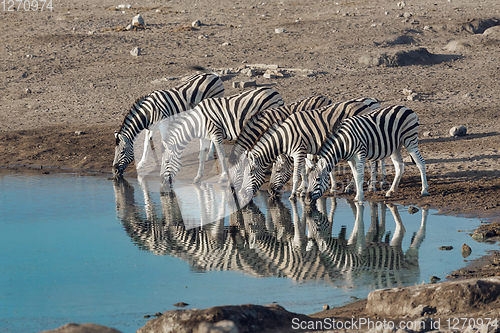 Image of zebra reflection in Etosha Namibia wildlife safari