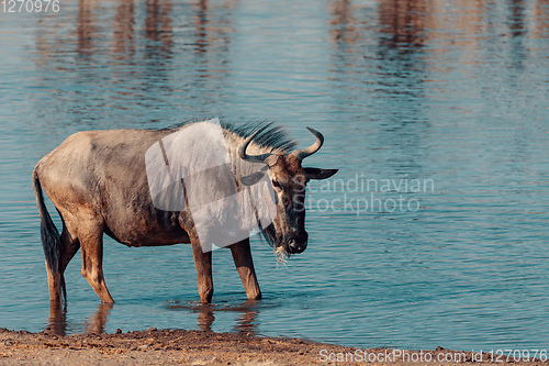 Image of Blue Wildebeest Gnu, Namibia Africa wildlife safari