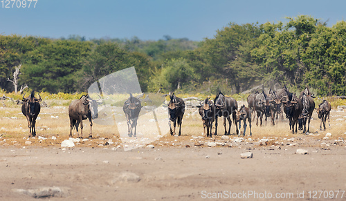 Image of Blue Wildebeest Gnu, Namibia Africa wildlife safari
