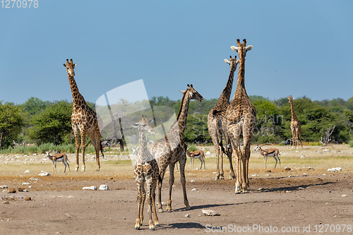 Image of Giraffe on Etosha, Namibia safari wildlife