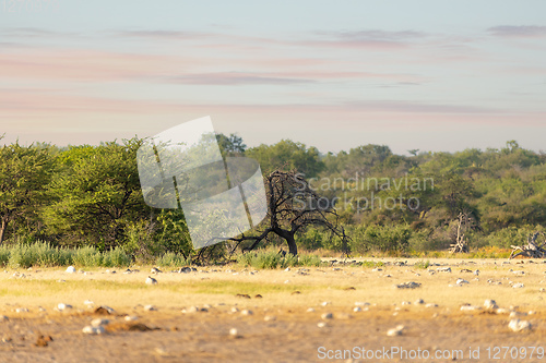Image of landscape namibia game reserve, africa wilderness