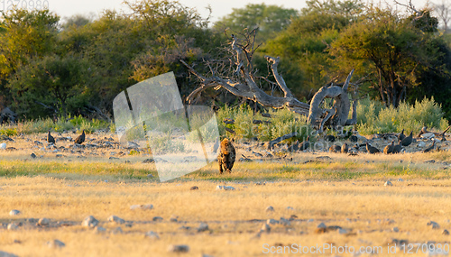 Image of Spotted hyena, Namibia Africa safari wildlife