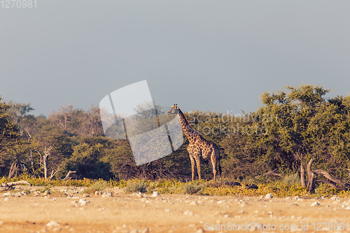 Image of Giraffe on Etosha, Namibia safari wildlife