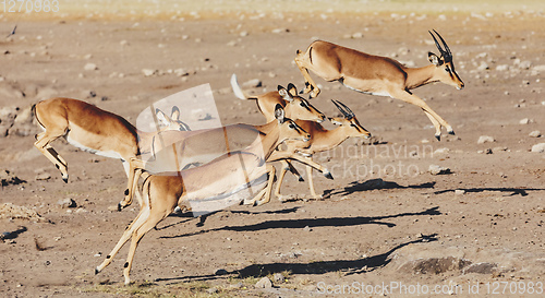 Image of jumping Impala antelope, africa safari wildlife