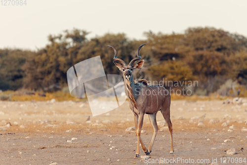 Image of greater kudu Africa safari wildlife and wilderness