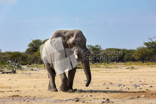 Image of African Elephant in Namibia, Africa safari wildlife