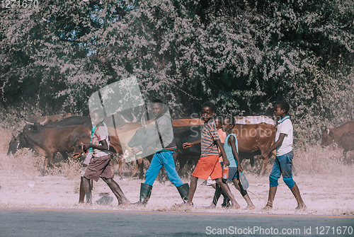 Image of Dirty and poor Namibian children rearing cows