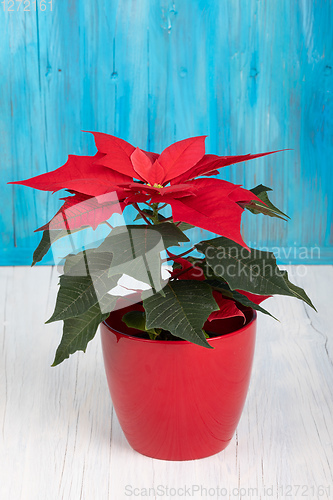 Image of red Poinsettia christmas flower