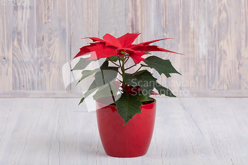 Image of red Poinsettia christmas flower