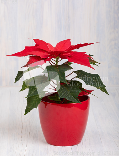 Image of red Poinsettia christmas flower