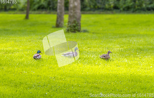 Image of Wild ducks in idyllic park scenery