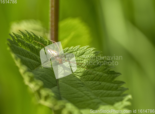 Image of spider on leaf