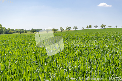 Image of rural springtime scenery