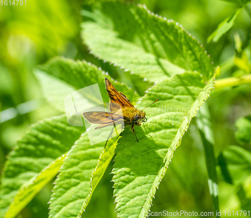 Image of Small skipper butterfly closeup