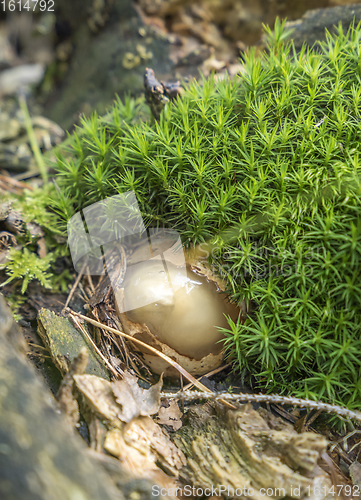 Image of common stinkhorn egg