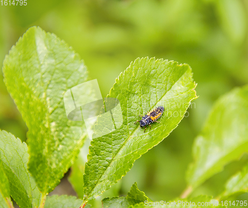 Image of larva of a Ladybug